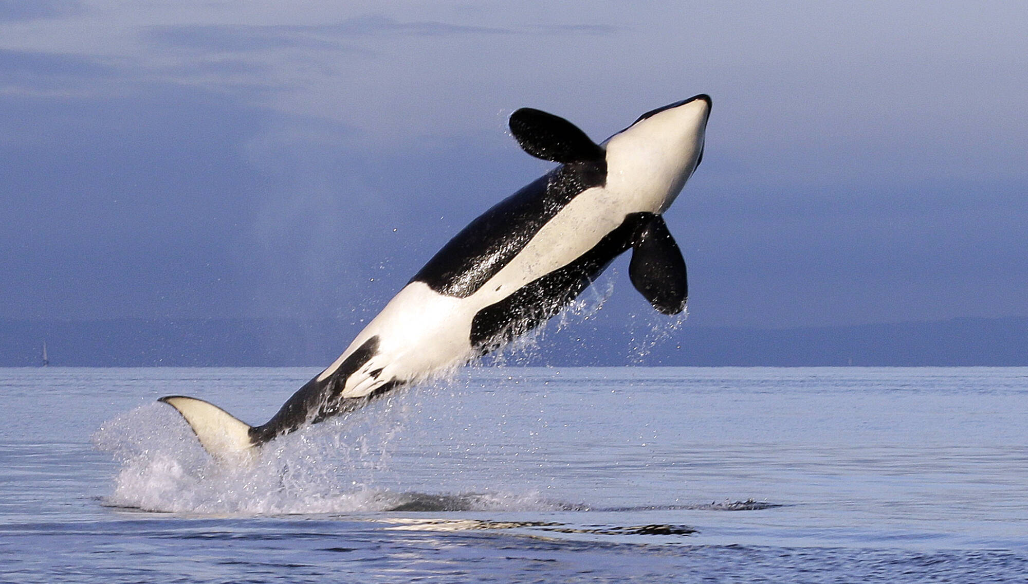 A female resident orca whale breaches while swimming in Puget Sound near Bainbridge Island as seen from a federally permitted research vessel on Jan. 18, 2014. Ken Balcomb, a pioneering whale researcher who devoted the past five decades to studying the Pacific Northwest’s charismatic and endangered orcas, died Thursday, Dec. 15, 2022, according to the organization he founded, the Center for Whale Research. He was 82. (Elaine Thompson/The Associated Press)