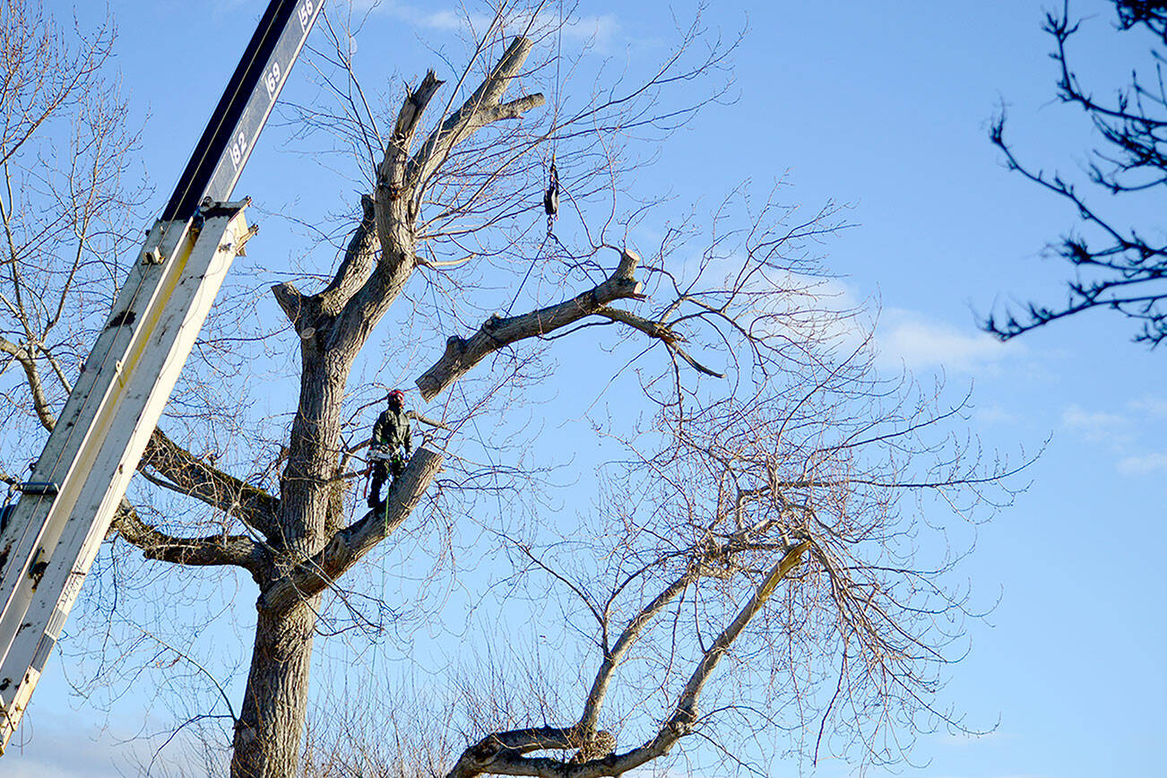 Climber Levi Craze sawed limb after limb off a 115-foot cottonwood tree in Uptown Port Townsend. A Darrell Emel’s Tree Service crew spent two full days with a crane and a large wood chipper on the site behind Cathy Traut-Hessom’s Clay Street home. She was apologetic about having the tree cut, but wanted to remove it before a winter storm blew it down onto nearby homes and cars. (Diane Urbani de la Paz/for Peninsula Daily News)