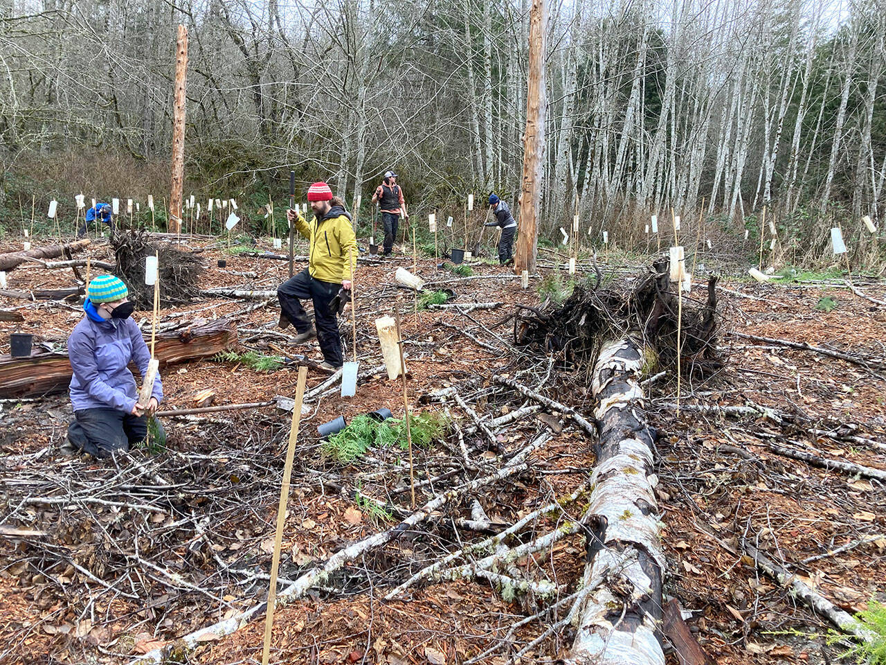 Northwest Watershed Institute Volunteer crew leader David Dunn and daughter, Willow, plant trees and secure tree protectors in a recent event.