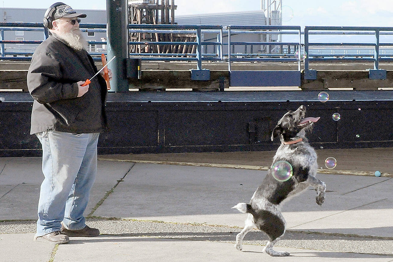 Keith Thorpe/Peninsula Daily News
Chris Paulsen of Port Angeles watches as his dog, Loki, chases after soap bubbles on Tuesday at Port Angeles City Pier. Paulsen said that popping bubbles was the canine's favorite form of recreation.