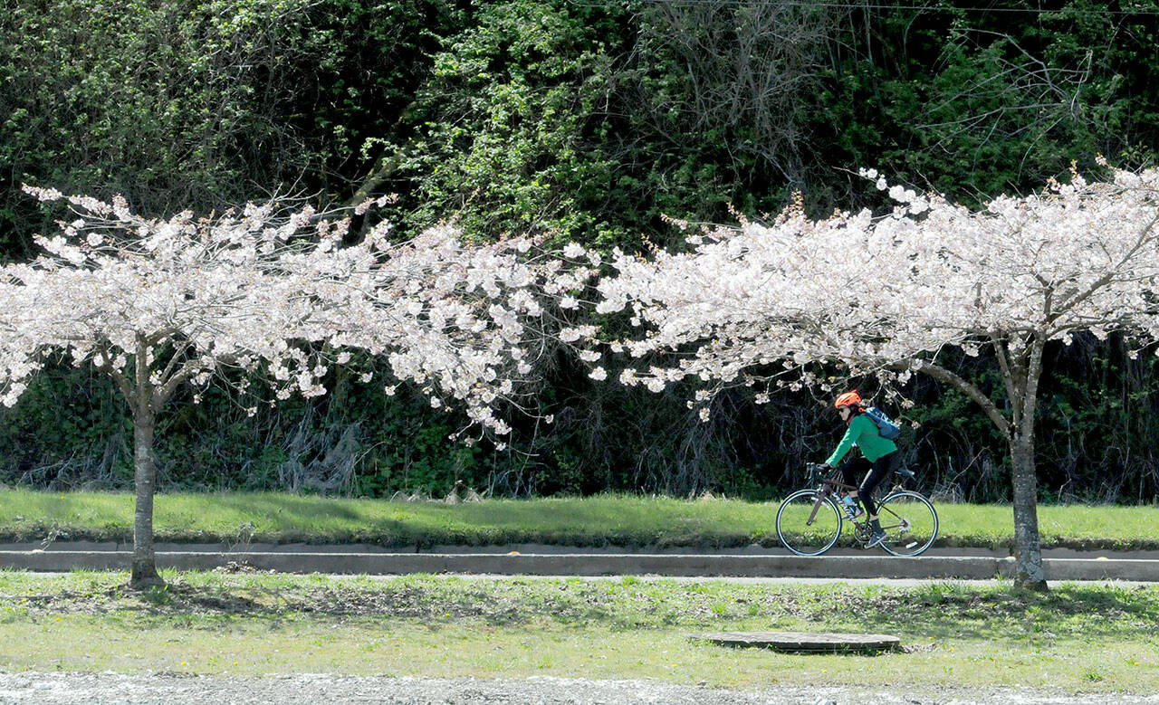 A bicyclist pedals along the Waterfront Trail near a stand of cherry blossoms in Port Angeles. As the calendar marches further into spring, trees and flowers are coming into bloom across much of the North Olympic Peninsula. (Keith Thorpe/Peninsula Daily News)