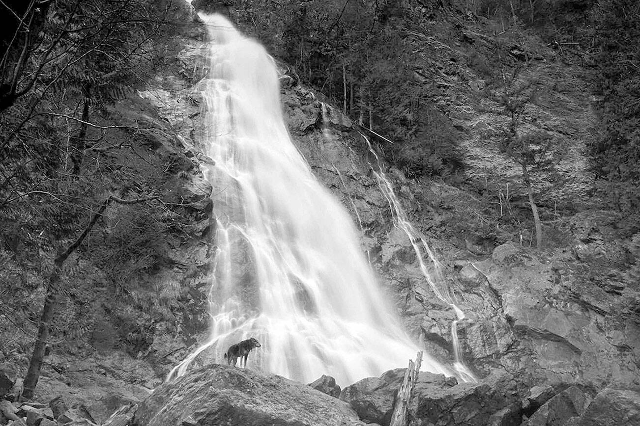  Wet Photos Win Awards In Port Townsend ExBulletin