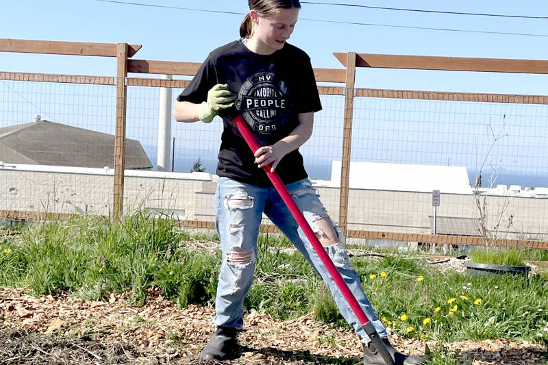 Port Angeles High School junior Jamie Robinson is one of many students helping prepare the school’s community garden for a plant sale on Saturday. All proceeds will be dedicated to the school’s garden program. (Paula Hunt/Peninsula Daily News)