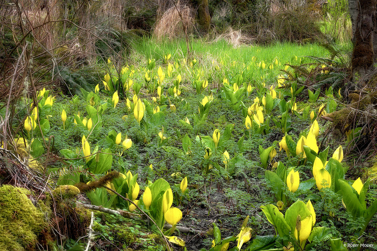 “Skunk Cabbage” by Roger Mosley.