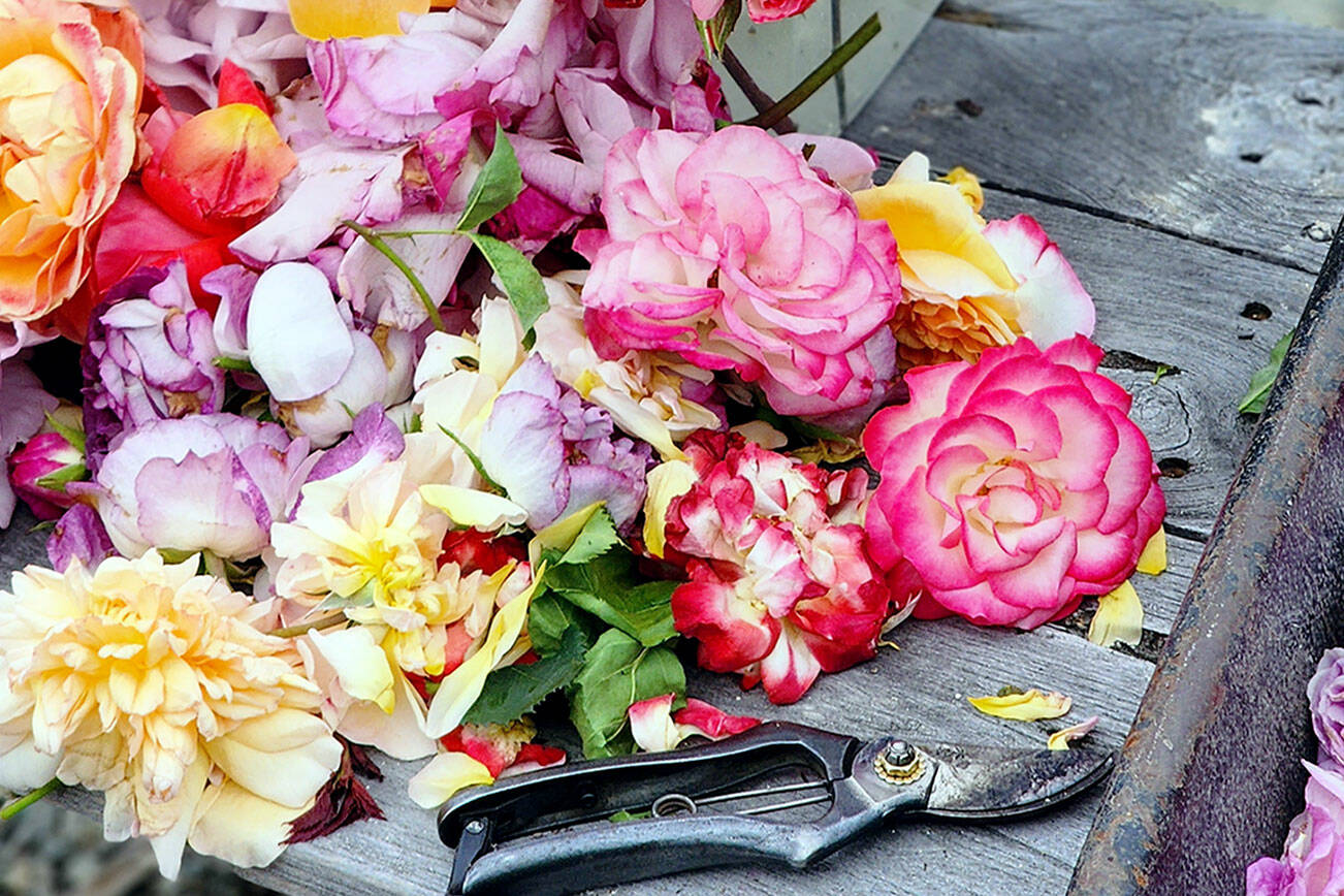 Andrew May/For Peninsula Daily News
Weekly deadheading and disbudding will not only give you a long lasting supply of cut flowers, it will also give you amazing color in the garden. The results pictured are after just one week of work.