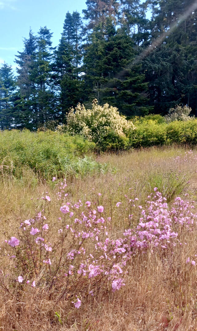 There are plenty of outdoors opportunities on the north Olympic Peninsula, especially if you look hard to find the hidden ones. (Pierre LaBossiere/Peninsula Daily News)