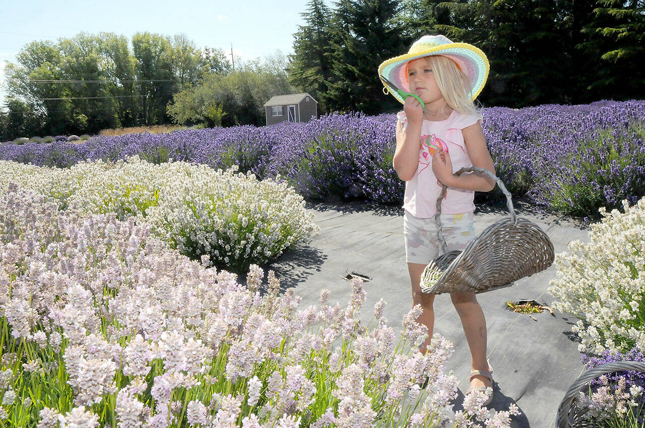 Varia Miller, 5, of Issaquah, decides which row of lavender to visit next for picking during a visit on Friday to Lavender Connection, one of 18 farms taking part in Lavender Weekend in and around Sequim. (KEITH THORPE/PENINSULA DAILY NEWS)