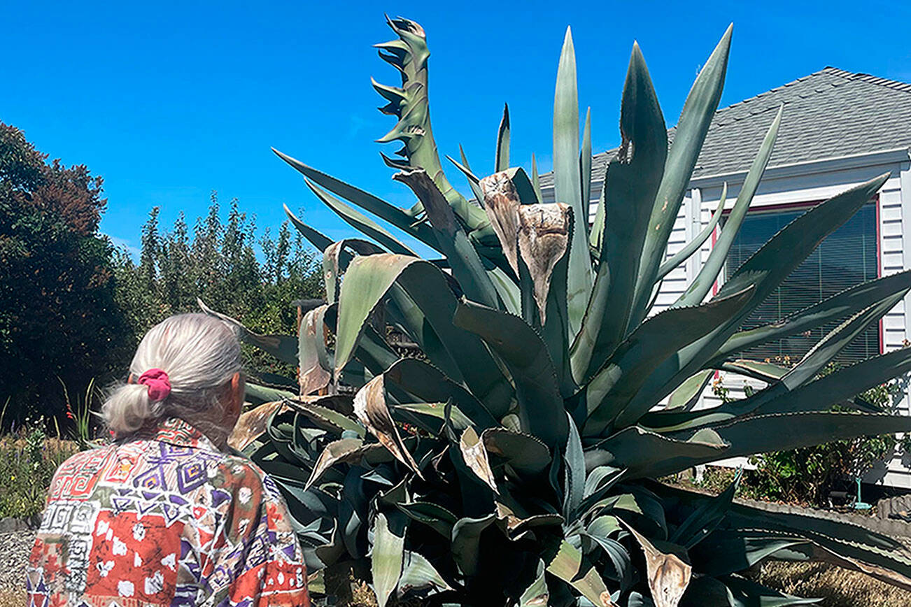 This agave plant, pictured in 2020, was bought nearly 30 years ago by Isobel Johnston when it was about the size of a baseball, and it's now preparing to bloom with a sprout that could grow more than 25 feet tall. (Matthew Nash/Olympic Peninsula News Group)