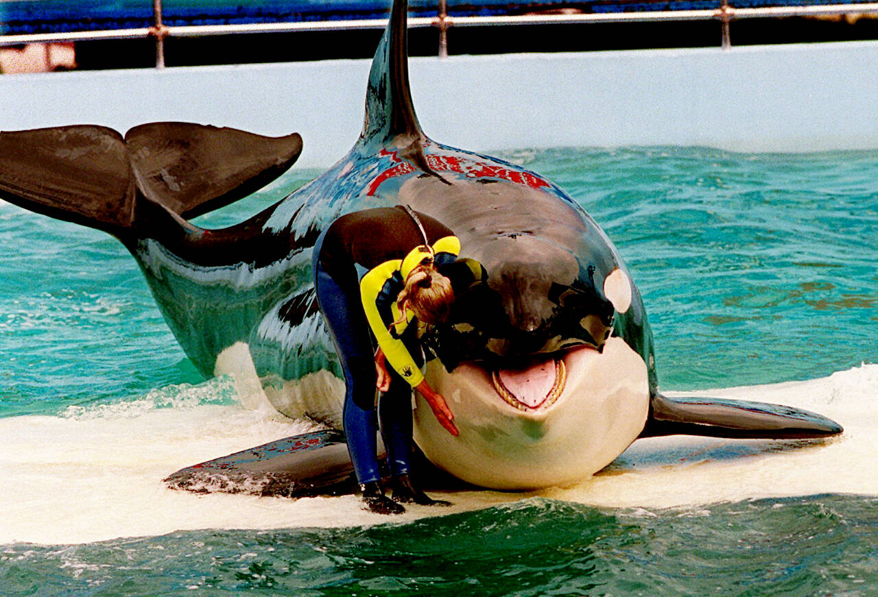 Trainer Marcia Hinton pets Lolita, a captive orca whale, during a performance at the Miami Seaquarium in Miami, March 9, 1995. Lolita, an orca whale held captive for more than a half-century, died Friday at the Miami Seaquarium as caregivers prepared to move her from the theme park in the near future. (Nuri Vallbona/Miami Herald via The Associated Press)