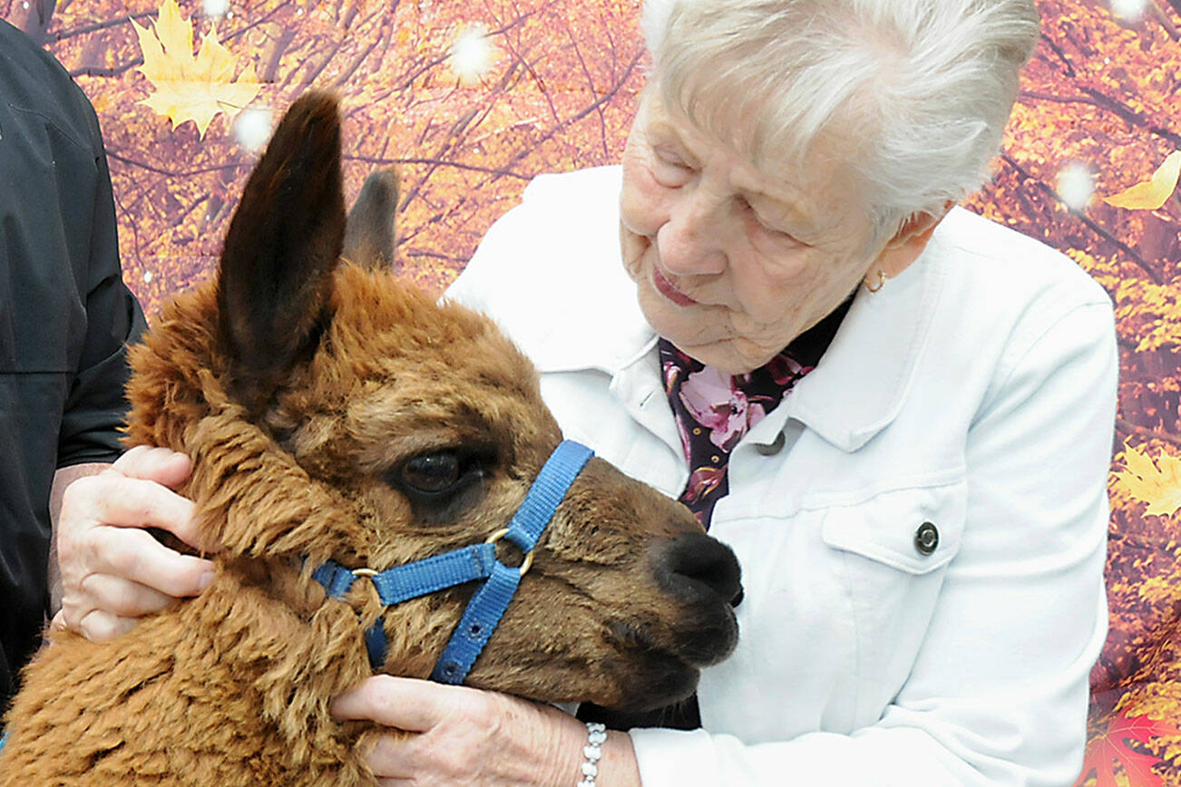 Darlene Pittsley of Port Angeles gives some attention to Rosie, an alpaca, during a fundraising flea market to benefit the non-profit Olympic Peninsula Llama/Alpaca Rescue on Saturday at the Moose Lodge in Port Angeles. The three-day event, which also featured live demonstrations and photos with alpacas, was scheduled to correspond with National Alpaca Farm Days. (Keith Thorpe/Peninsula Daily News)