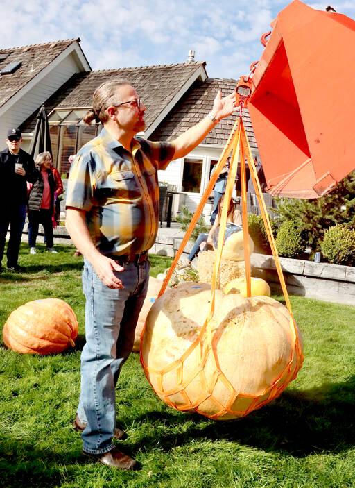 Loren Krause checks the scales on his winning pumpkin, which came in at 297.8 pounds on Sunday. He also placed second with a 202-pound pumpkin. The giant pumpkin contest is conducted each year at the Evergreen Country Estates neighborhood on Goss Road south of Port Angeles. Dan Welden, who started the contest 16 years ago, gives each of his neighbors special pumpkin seeds from the Northwest Giant Pumpkin Growers Association. The growing season starts in May or June and requires daily watering and lots of fertilizer. (Dave Logan/for Peninsula Daily News)