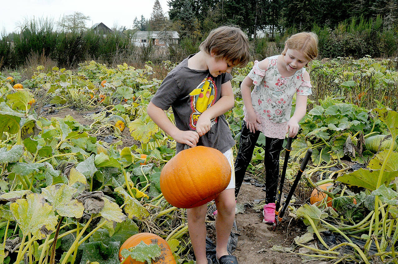 Emmett Boyack, 18, holds a freshly picked pumpkin as his sister, Lucy Boyack, 8, looks on at the pumpkin patch behind Agnew Grocery east of Port Angeles. The Sequim youngsters were on a family outing to harvest the gourds for Halloween. (Keith Thorpe/Peninsula Daily News)