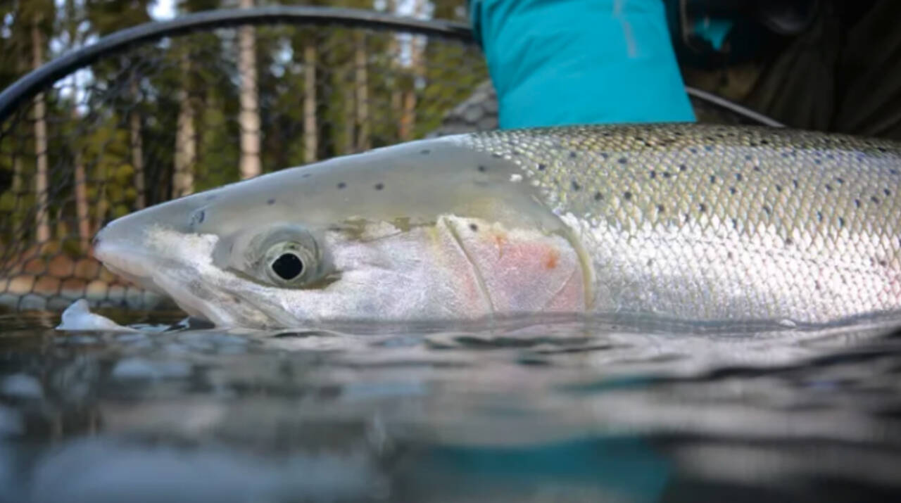 Steelhead fishing on the outer coastal rivers in Olympic National Park is closed beginning Monday. (Chase Gunnel/WDFW)