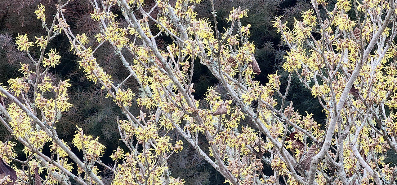 Photographed this last Monday, a witchhazel is seen in full bloom at my oldest and dear client’s yard. Normally Karen would not see this beautiful winter blooming shrub in color until mid-February, but our record-breaking warm temperatures of late have all our yards sprouting early this year. (Andrew May/For Peninsula Daily News)