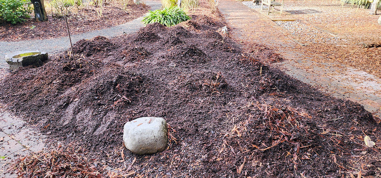 With cold weather arriving, I made sure to protect Beth and Cappy’s cherished dahlias with a covering of mulch. Now, off to prune! (Andrew May/For Peninsula Daily News)