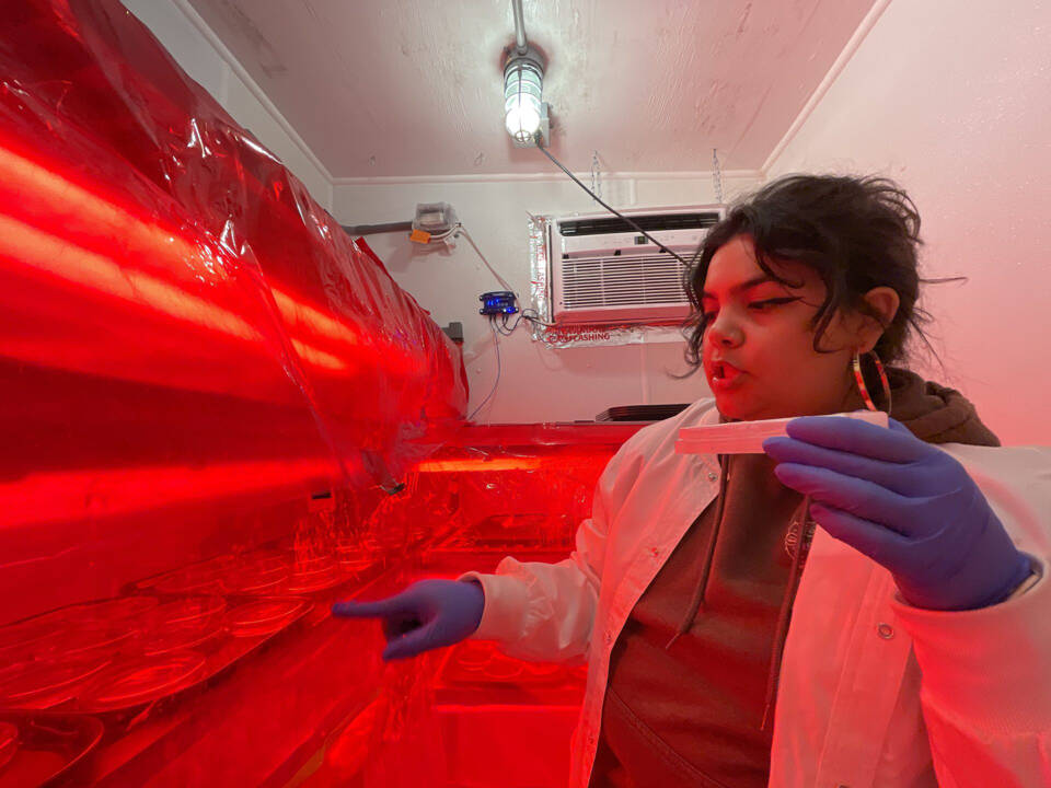 Aurora Oceguera, Puget Sound Restoration Fund's habitat lab technician, looks through the lab’s petri dishes of sorted kelp male and female gametophytes. (Tiffany Royal/Northwest Indian Fisheries Commission)