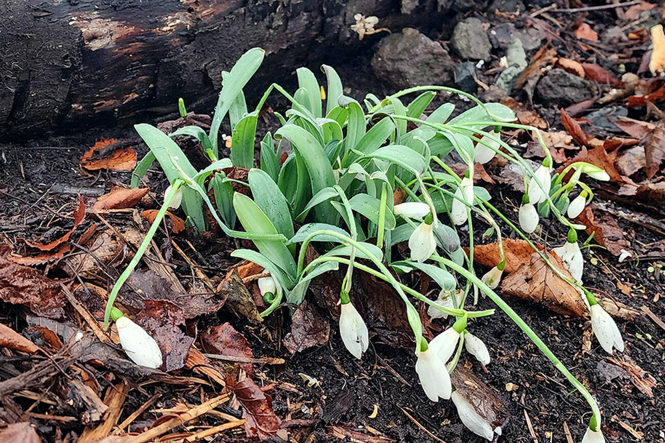 Photo.  Andrew May.   The snowdrops that where in bloom before our winter weather and artic blast are doing well as of Friday!  Only the snow gave them reason to claim their name as they dropped down somewhat due to its weight upon them.