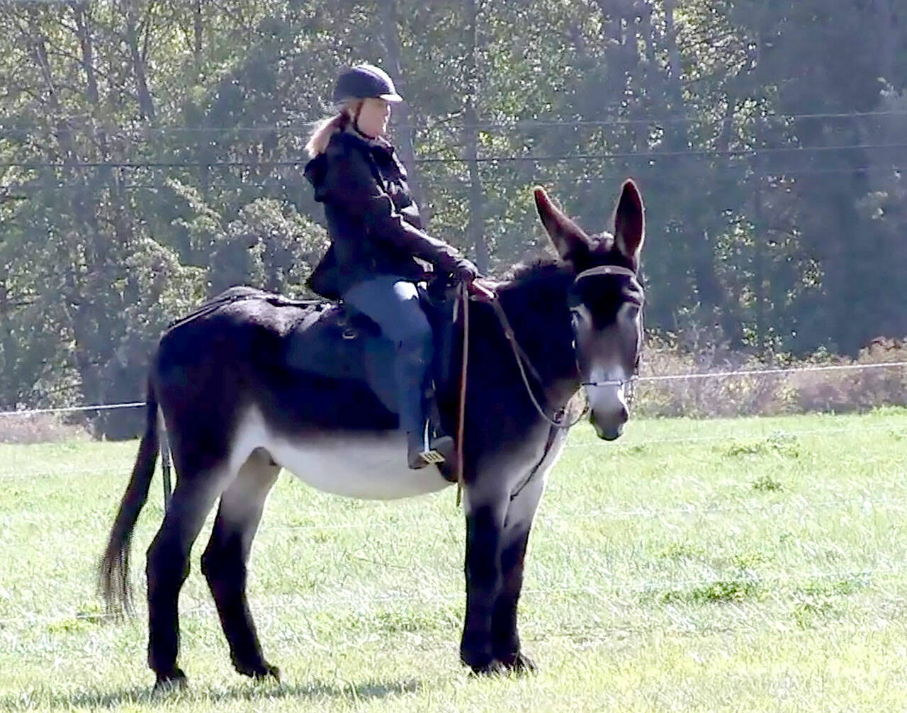 No, she’s not riding a mule! That’s Donkey Whisperer Melody Johnson riding her Mammoth Donkey Rio. (Karen Griffiths/For Peninsula Daily News)