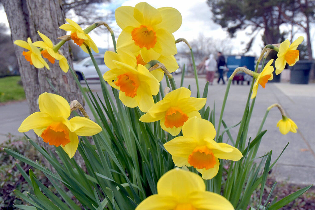 Spring blooms | Peninsula Daily News