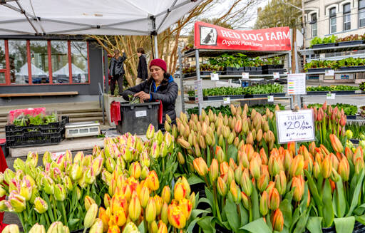 Karyn Williams, owner of Red Dog Farm in Chimacum, bags fresh lettuce in anticipation of the opening of the 32nd Port Townsend Farmers Market on Saturday. This will be Williams’ 17th year of participation in the market. (Steve Mullensky/for Peninsula Daily News)