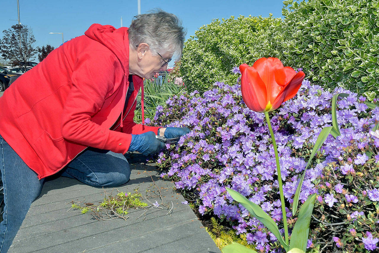 Mary Kelsoe of the Port Angeles Garden Club thins a cluster of azaleas as a tulip sprouts nearby in one of the decorative planters on Wednesday along the esplanade in the 100 block of West Railroad Avenue on the Port Angeles waterfront. Garden club members have traditionally maintained a pair of planters along the Esplanade as Billie Loos’s Garden, named for a longtime club member. (Keith Thorpe/Peninsula Daily News)