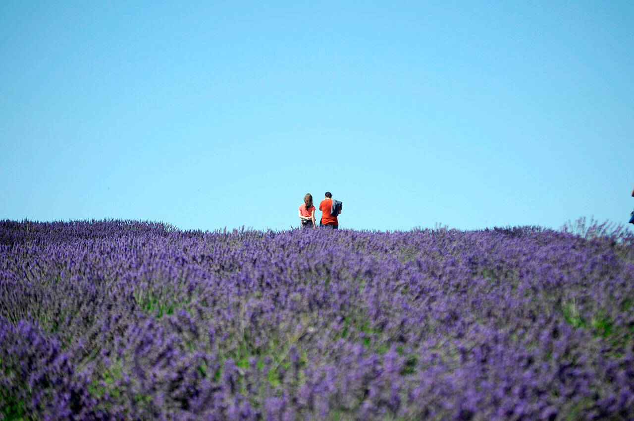 Revisions to Clallam County’s code propose provisions for farms countywide, such as requiring guides for farm tours or clearly marked areas visitors can go. Retail stores are also proposed to be 1,000 square feet or less. (Matthew Nash/Olympic Peninsula News Group)