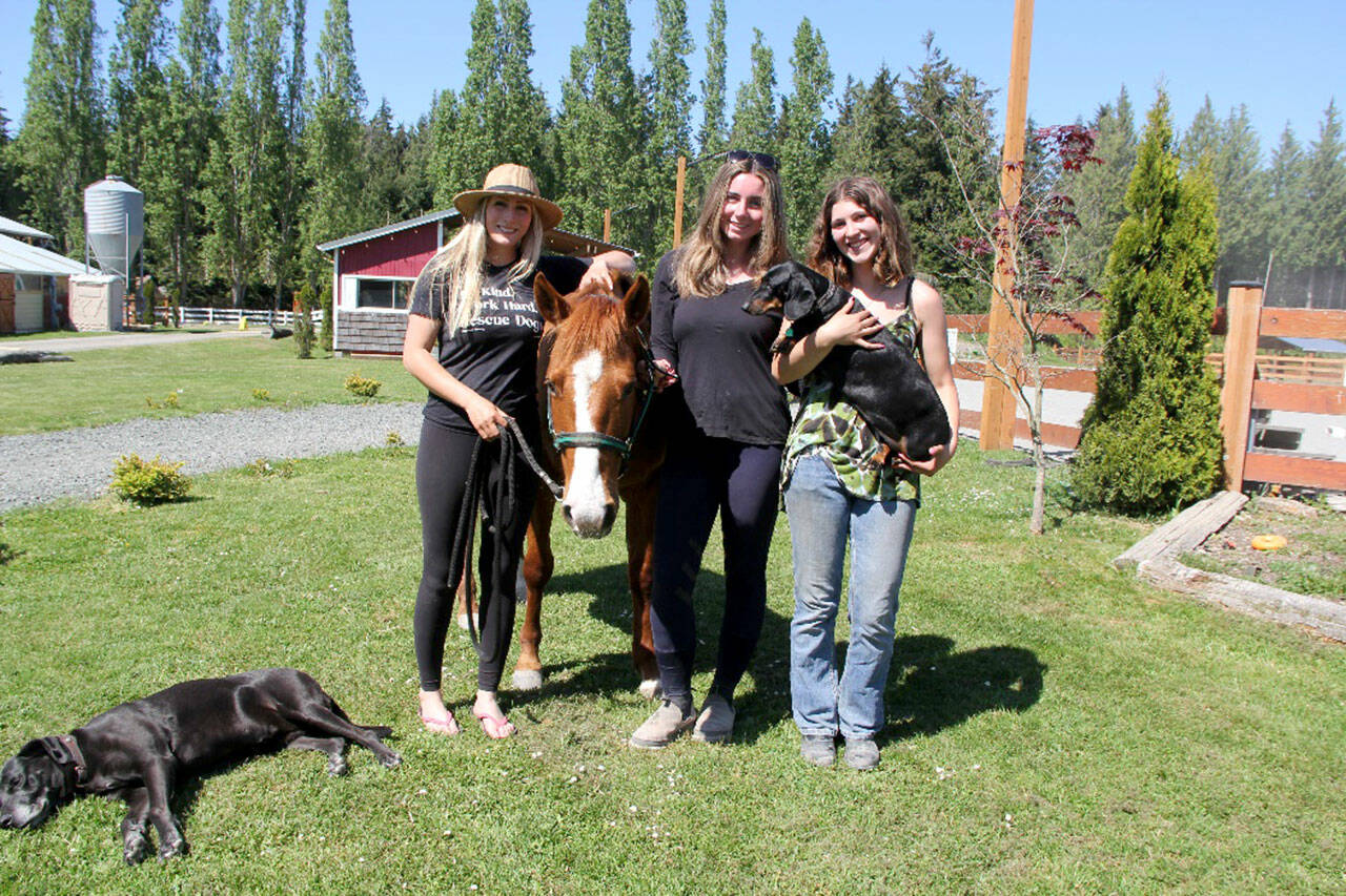 A fundraiser for WAG and Open starts today at 11 a.m. with an English and jumping fun show, followed Sunday with a Western Games show at Kari Payne’s 4-L arena off Blue Mountain Road, 95 S. McCrorie Road, Port Angeles. Fox-Bell Farm owner Shelby Vaughan and her assistants Sophie Feik and Kaia Lestage (holding Marley) will be there to host. Shown is Tatar Trots, 10, a horse Shelby got from OPEN five years ago when he was a feral, unhandled stallion and, now, after castrating and training, he’s a docile horse who enjoys teaching kids how to ride. Rescue dog Rocky lays nearby, soaking up the sun. (KAREN GRIFFITHS/FOR PENINSULA DAILY NEWS)