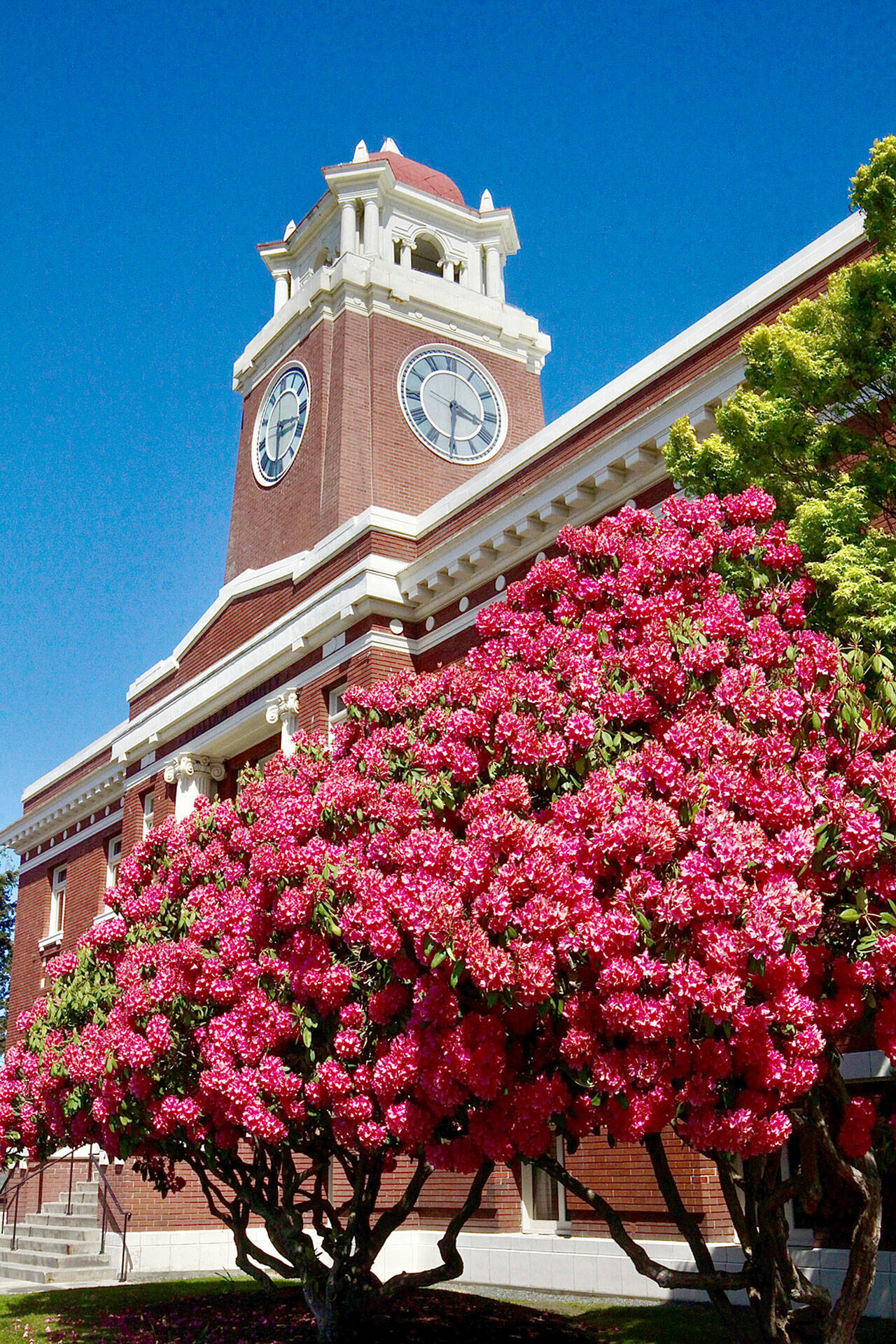 The rhododendrons in front of the Clallam County Courthouse are in full bloom on Monday. Spring weather will turn to showers for the rest of this week with high temperatures in the high 50s to low 60s. (Dave Logan/for Peninsula Daily News)