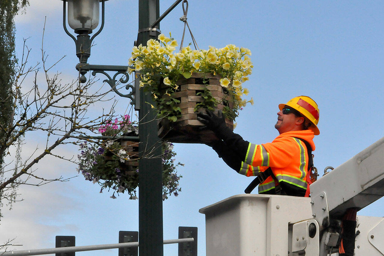 Jake Vanderwaal, a maintenance worker with the city of Sequim, places a flower basket on May 22 in downtown Sequim. Program organizers plan to have the baskets out until mid-October. (Matthew Nash/Olympic Peninsula News Group)