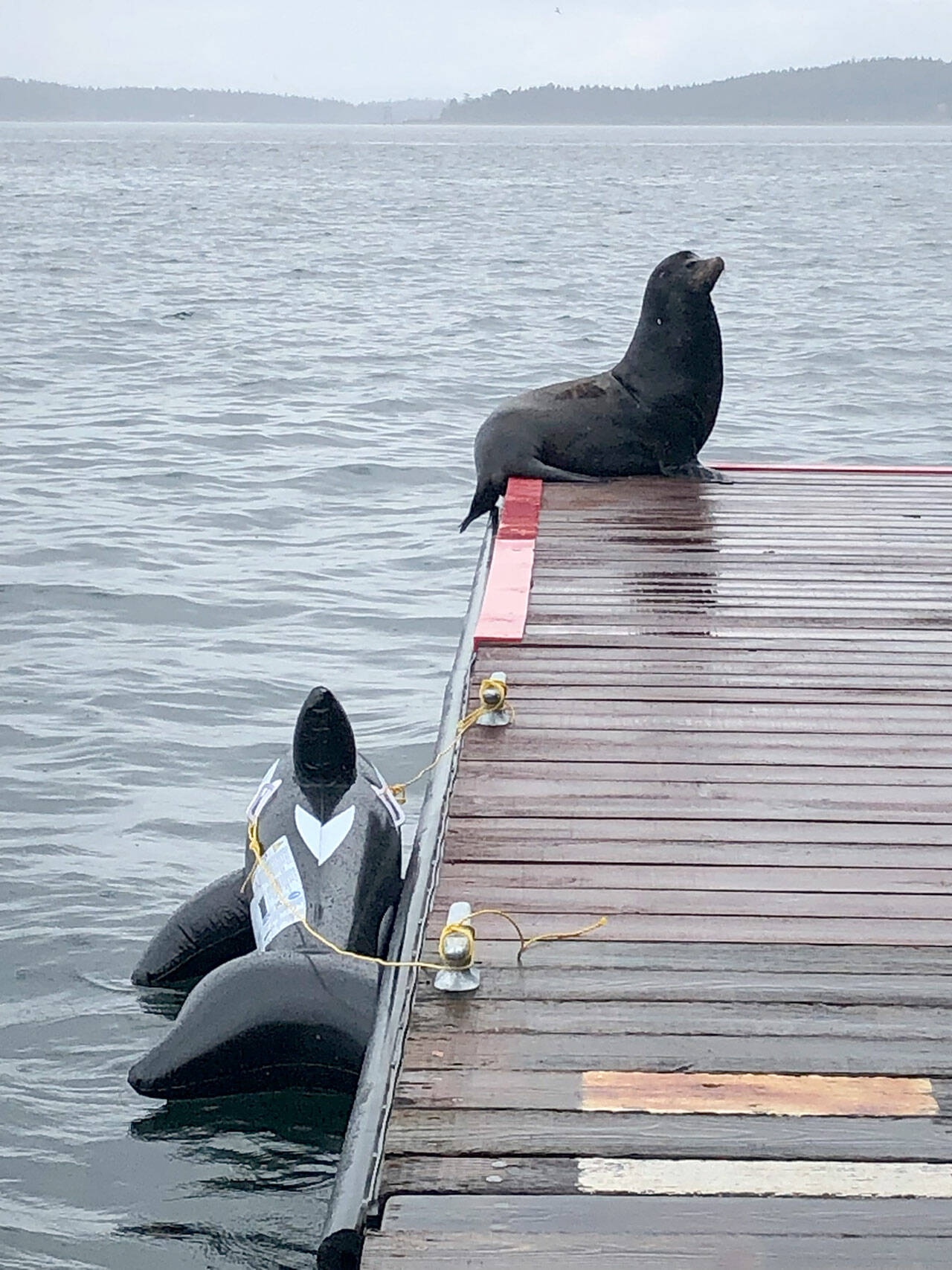 The Port of Port Townsend and Northwest Maritime have been trying to deter at least six male sea lions from taking up residence on dock floats at Union Wharf and Point Hudson. At the recommendation of NOAA Fisheries, they tied an inflatable orca resembling a sea lion predator to a dock. They are currently working on another method that will hopefully get the animals to leave before this weekend’s Race to Alaska events. (Port of Port Townsend)