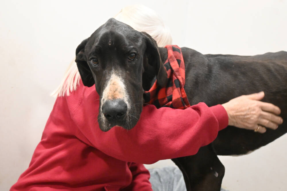 Barb Brabant, Welfare For Animals Guild (WAG) president, cuddles with Casey, an estimated 18-month-old Great Dane with severe injuries, at the WAG Half Way Home Ranch in Sequim. (Michael Dashiell/Olympic Peninsula News Group)