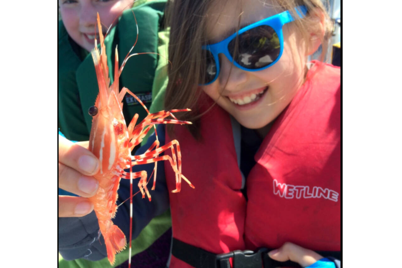 Spot shrimp seasons are open or opening up soon in various marine areas around the Olympic Peninsula. (Chuck Ridley/WDFW)