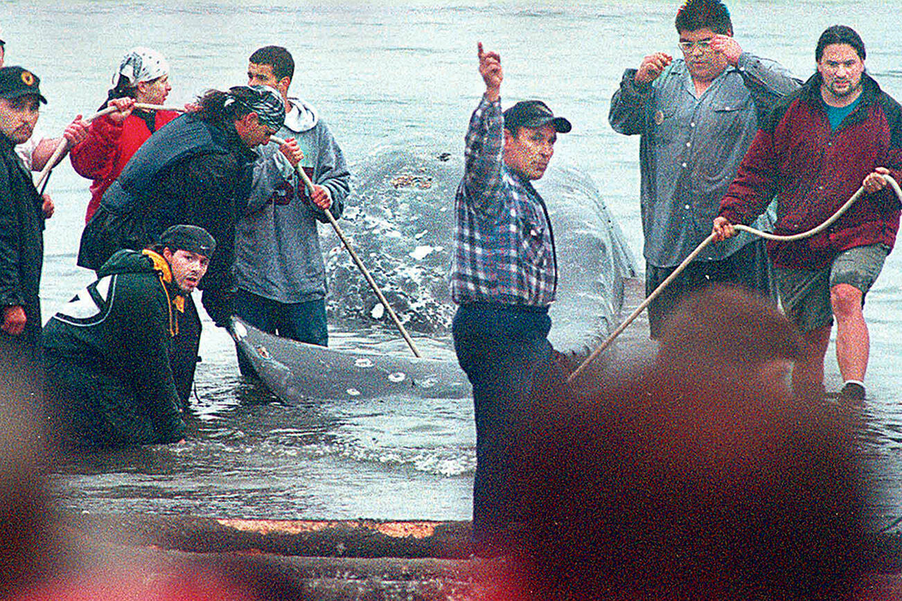 Members of the Makah Tribe bring a gray whale to shore on May 18, 1999. A federal ruling Thursday will allow the tribe to take 25 whales in a 10-year period. (Peninsula Daily News file)