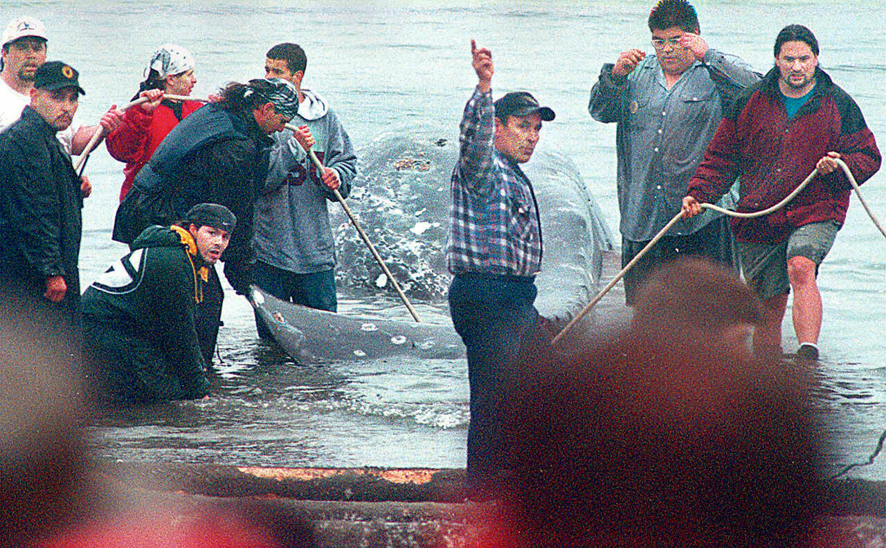 Members of the Makah Tribe bring a gray whale to shore on May 18, 1999. A federal ruling Thursday will allow the tribe to take 25 whales in a 10-year period. (Peninsula Daily News file)