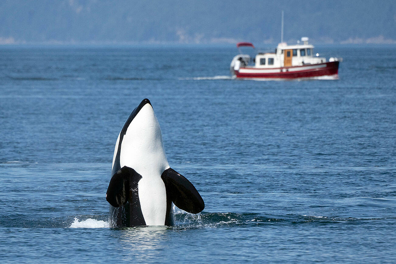 An Orca spy hops for a better look at its surroundings during an encounter on Wednesday in the Strait of Juan de Fuca near Sequim. (Steve Mullensky/for Peninsula Daily News)