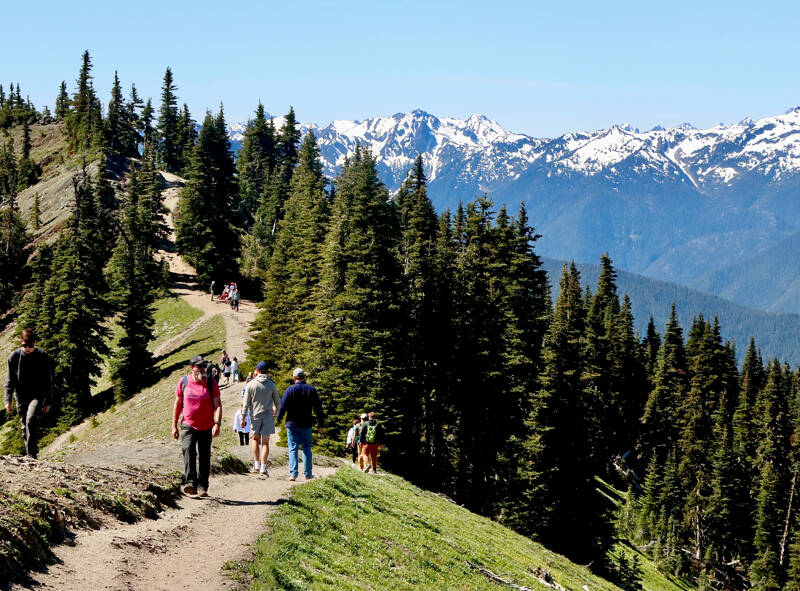 Visitors at Hurricane Ridge enjoy the trails and sweeping views of Olympic National Park. Summer temperatures will remain in the mid- to upper 60s this week with a couple of showers in the forecast. (Dave Logan/for Peninsula Daily News)