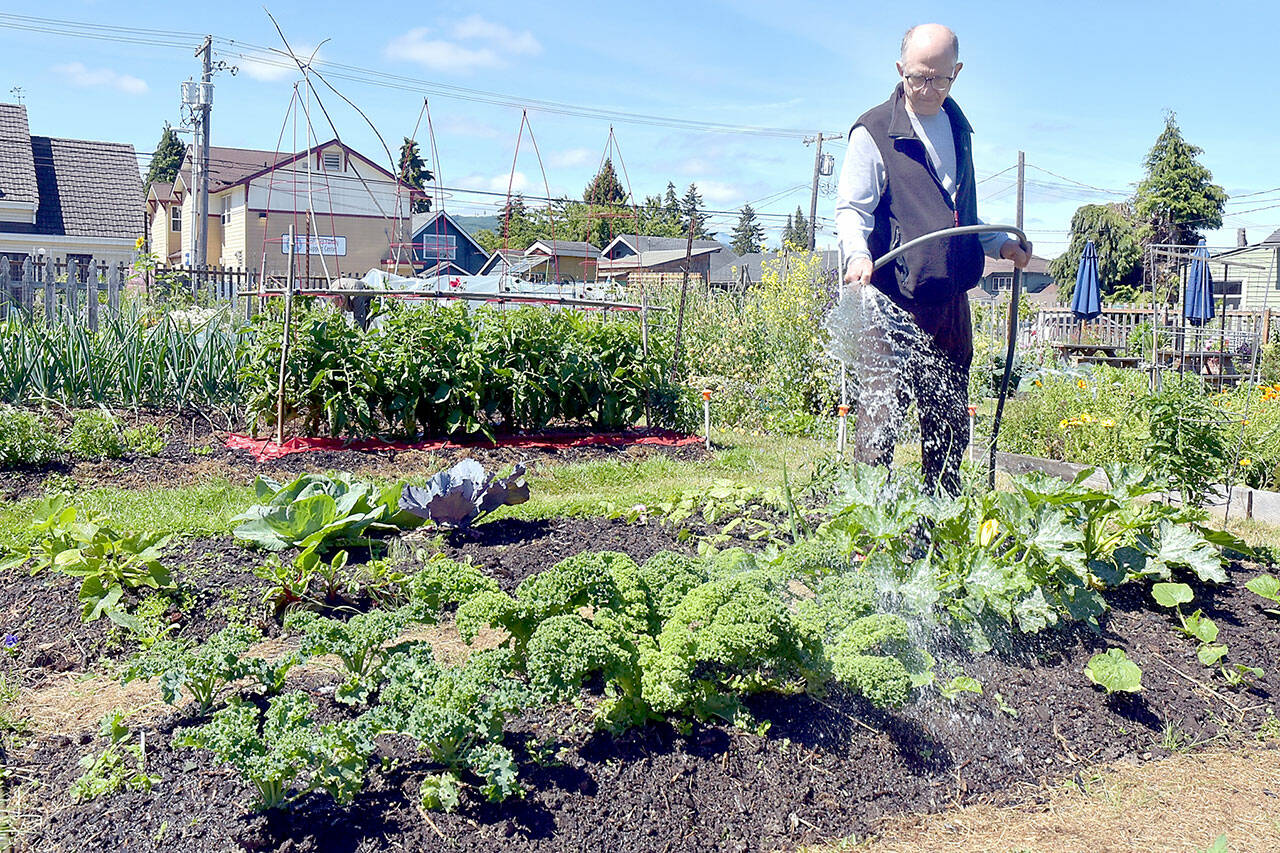 David Cox of Port Angeles gives a plot of mixed plants a good dose of water on Friday at the Fifth Street Community Garden in Port Angeles. The garden, part of the Washington State University Master Gardeners Demonstration Garden program, includes more than 50, 9-foot by 12-foot plots. The garden was developed on city property in 2011 with the goal of connecting people to the earth and their community through growing food. (Keith Thorpe/Peninsula Daily News)