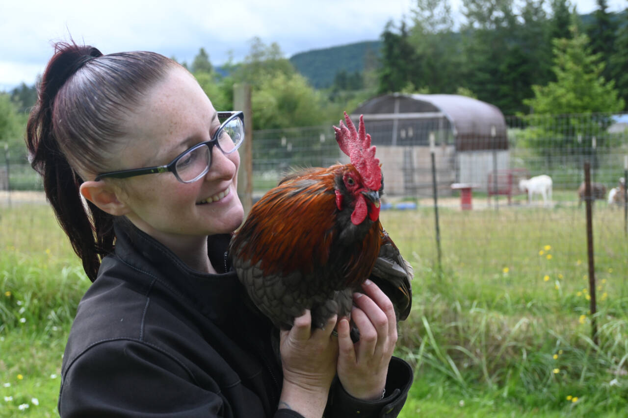 Shayna Robnett holds Phoenix, a rooster abandoned near Baker Dip near Morse Creek, at Lilly’s Safe Haven in Port Angeles. Robnett estimates the nonprofit has rescued more than 70 roosters since its inception about four years ago. (Michael Dashiell/Olympic Peninsula News Group)