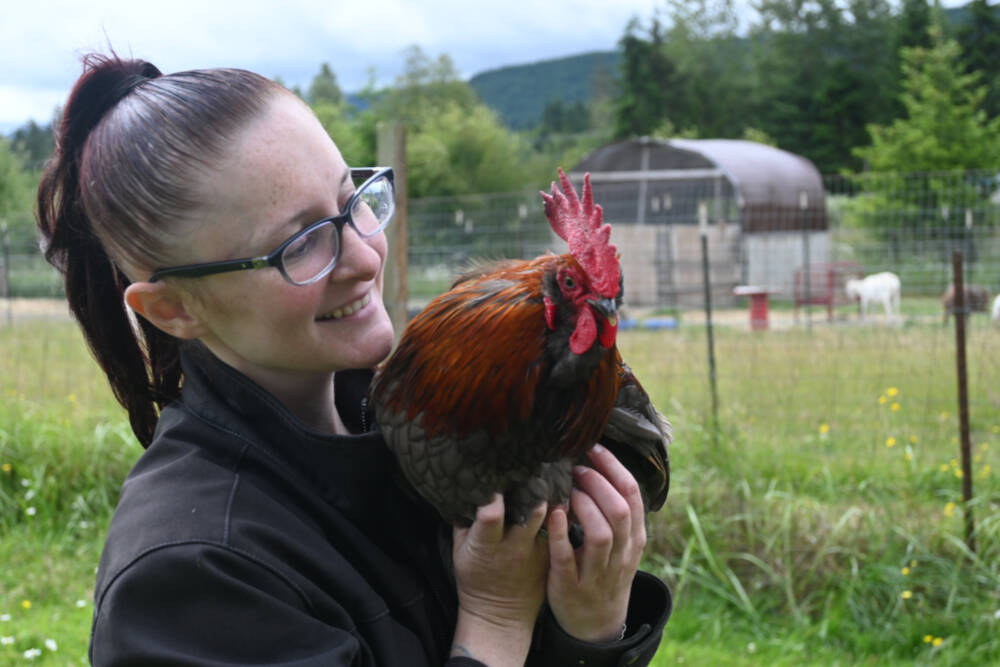 Shayna Robnett holds Phoenix, a rooster abandoned near Baker Dip near Morse Creek, at Lilly’s Safe Haven in Port Angeles. Robnett estimates the nonprofit has rescued more than 70 roosters since its inception about four years ago. (Michael Dashiell/Olympic Peninsula News Group)