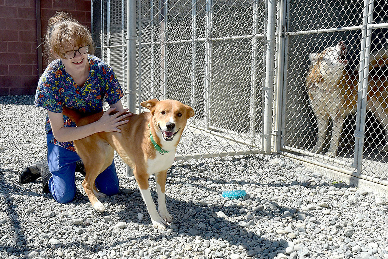 Chloe Turner, a kennel technician with the Olympic Peninsula Humane Society, gives some attention to Dingo, a canine housed at the society’s Bark House campus. (Keith Thorpe/Peninsula Daily News)