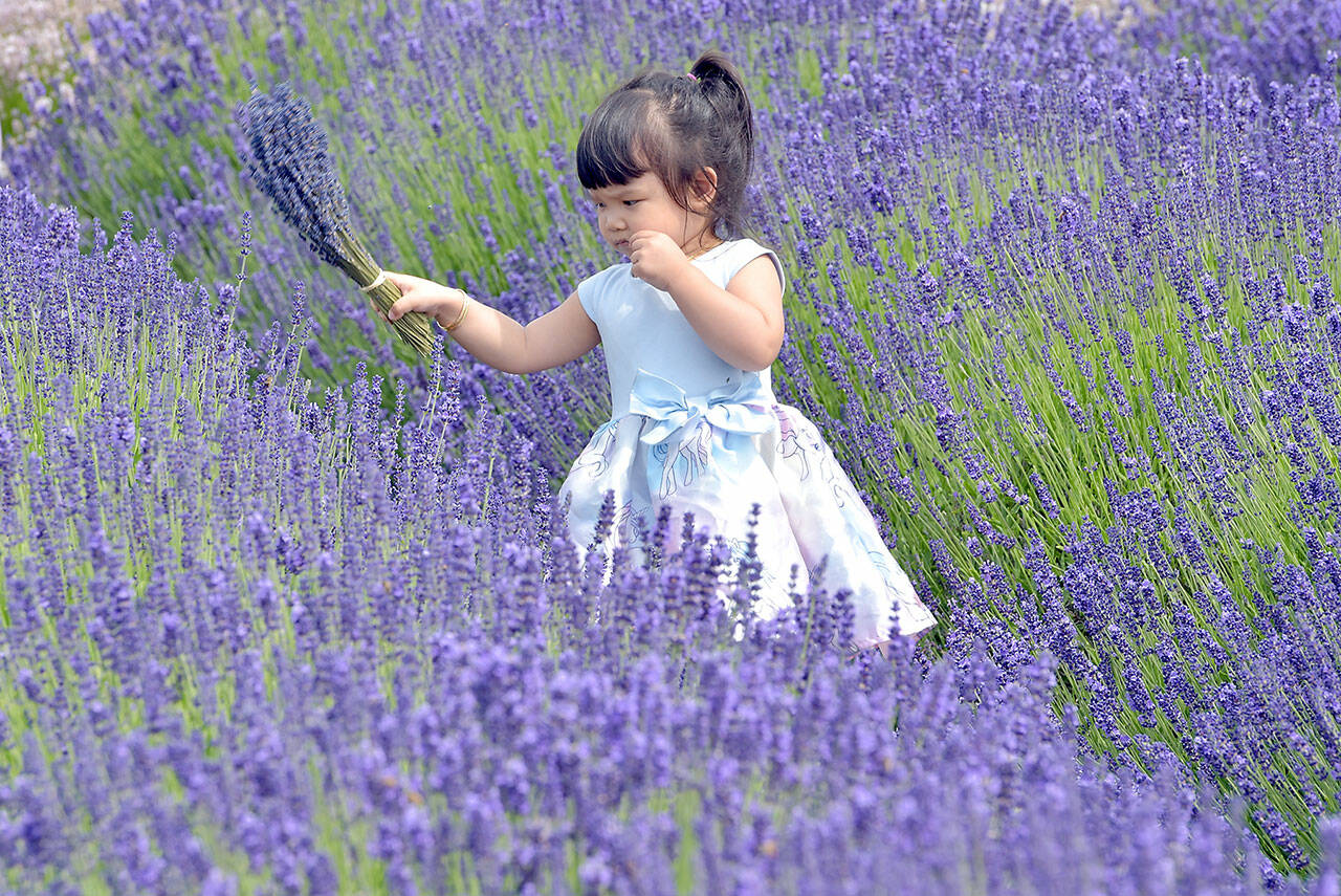 Siena Vo, 2, of Da Nang, Vietnam, roams through a lavender field at B & B Family Farm on Wednesday near Carlsborg. (Keith Thorpe/Peninsula Daily News)