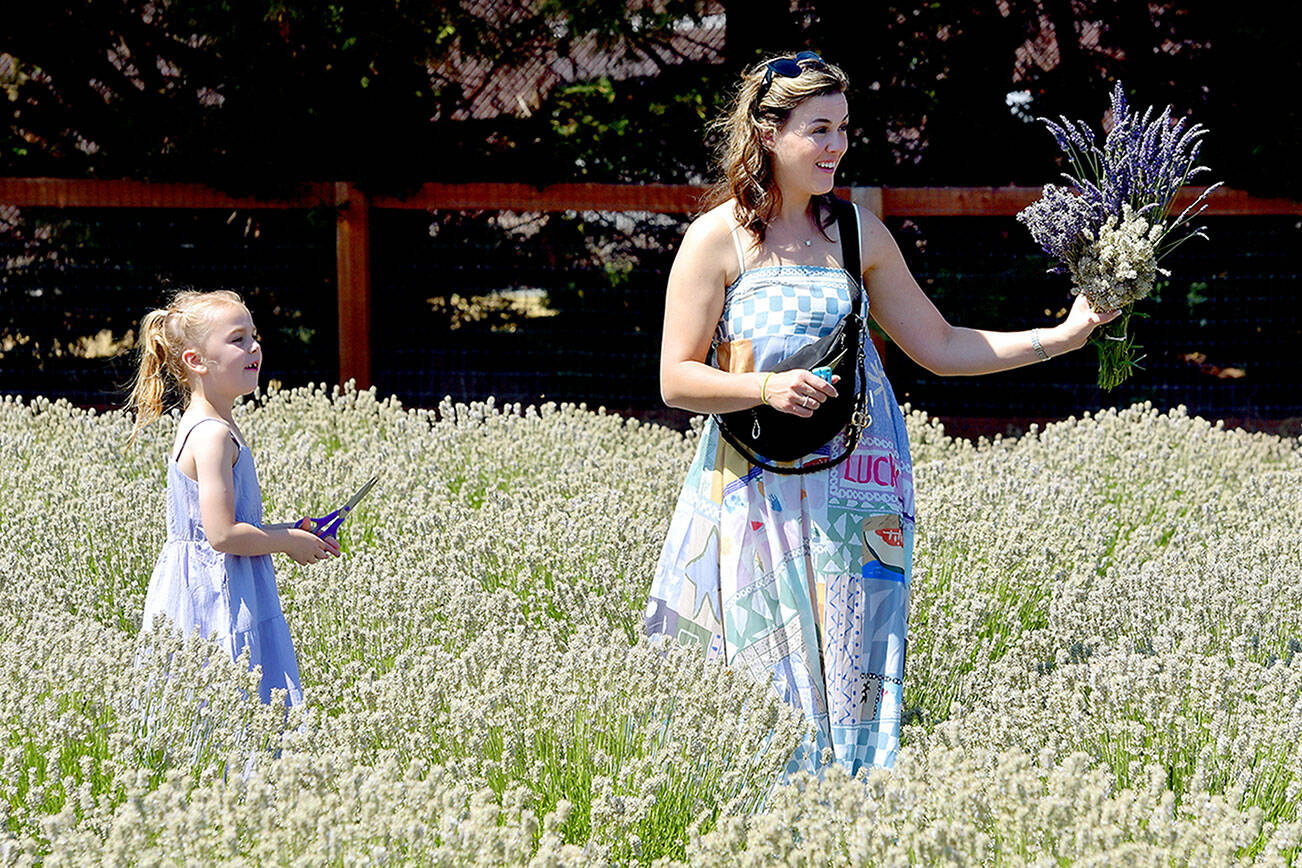 Crystal Heap of Lynden admires a lavender bouquet as her daughter, Lillian, 6, looks on at Old Barn Lavender Company near Sequim on Saturday, part of Sequim Lavender Weekend. (Keith Thorpe/Peninsula Daily News)