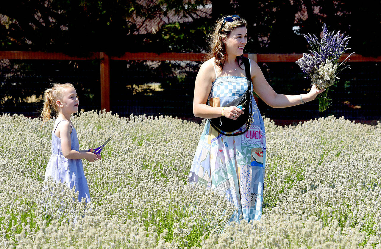 Crystal Heap of Lynden admires a lavender bouquet as her daughter, Lillian, 6, looks on at Old Barn Lavender Company near Sequim on Saturday, part of Sequim Lavender Weekend. (Keith Thorpe/Peninsula Daily News)