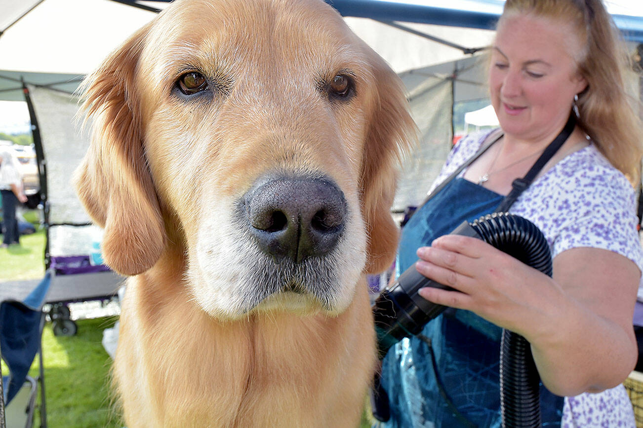 Shari Phillips of Ravensdale vacuums excess fur from Color Book’s Music to My Ears’ Harmony prior to entering the show ring during Saturday’s AKC All-Breed Conformation Show and Obedience and Rally Trials near Carrie Blake Park in Sequim. The event, hosted by the Hurricane Ridge Kennel Club, featured hundreds of dogs from around the region in a show of rally obedience and conformance to style, as well as a Fast CAT coursing ability testing. (Keith Thorpe/Peninsula Daily News)