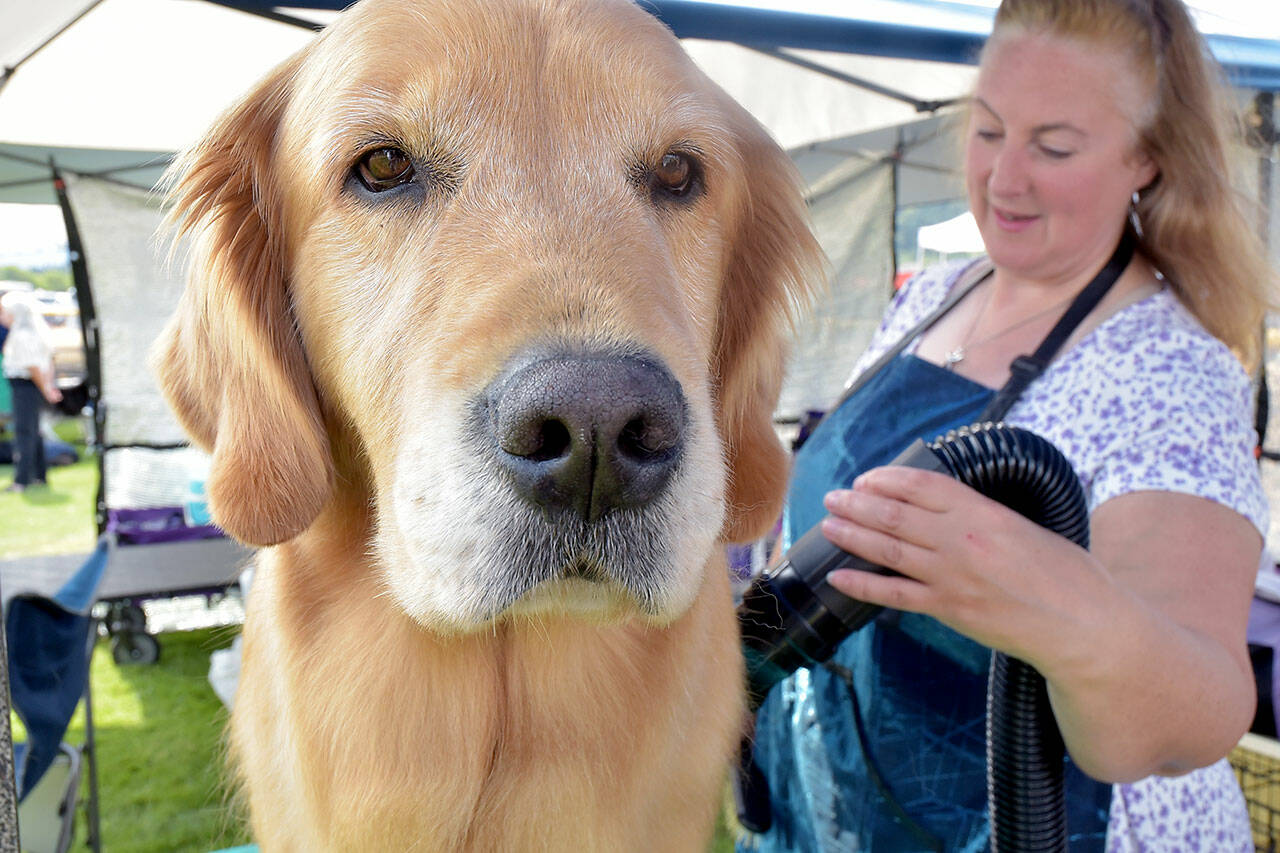 Shari Phillips of Ravensdale vacuums excess fur from Color Book’s Music to My Ears’ Harmony prior to entering the show ring during Saturday’s AKC All-Breed Conformation Show and Obedience and Rally Trials near Carrie Blake Park in Sequim. The event, hosted by the Hurricane Ridge Kennel Club, featured hundreds of dogs from around the region in a show of rally obedience and conformance to style, as well as a Fast CAT coursing ability testing. (Keith Thorpe/Peninsula Daily News)