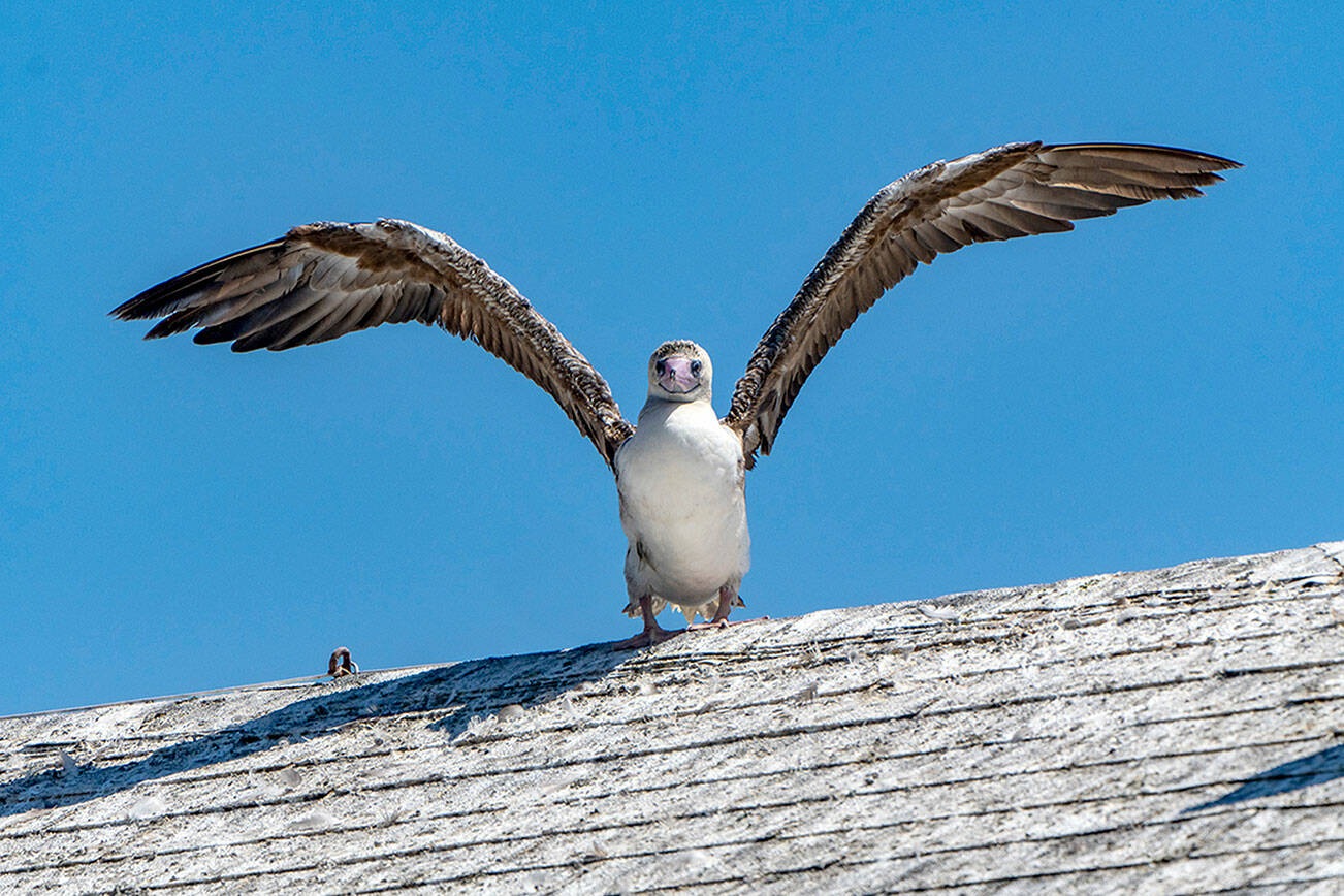 A red-footed boobie rests on the roof of the Port Townsend Marine Science Center aquarium at Fort Worden State Park. Boobies are found in tropical and subtropical regions of the Atlantic, Pacific and Indian oceans. It is also one of three species found on the Galapagos Islands, 600 miles off the coast of Ecuador. (Steve Mullensky/for Peninsula Daily News)