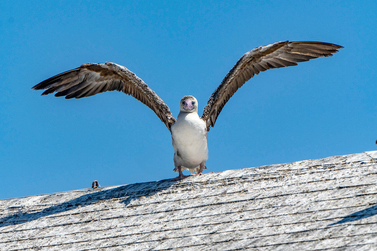 A red-footed boobie rests on the roof of the Port Townsend Marine Science Center aquarium at Fort Worden State Park. Boobies are found in tropical and subtropical regions of the Atlantic, Pacific and Indian oceans. It is also one of three species found on the Galapagos Islands, 600 miles off the coast of Ecuador. (Steve Mullensky/for Peninsula Daily News)