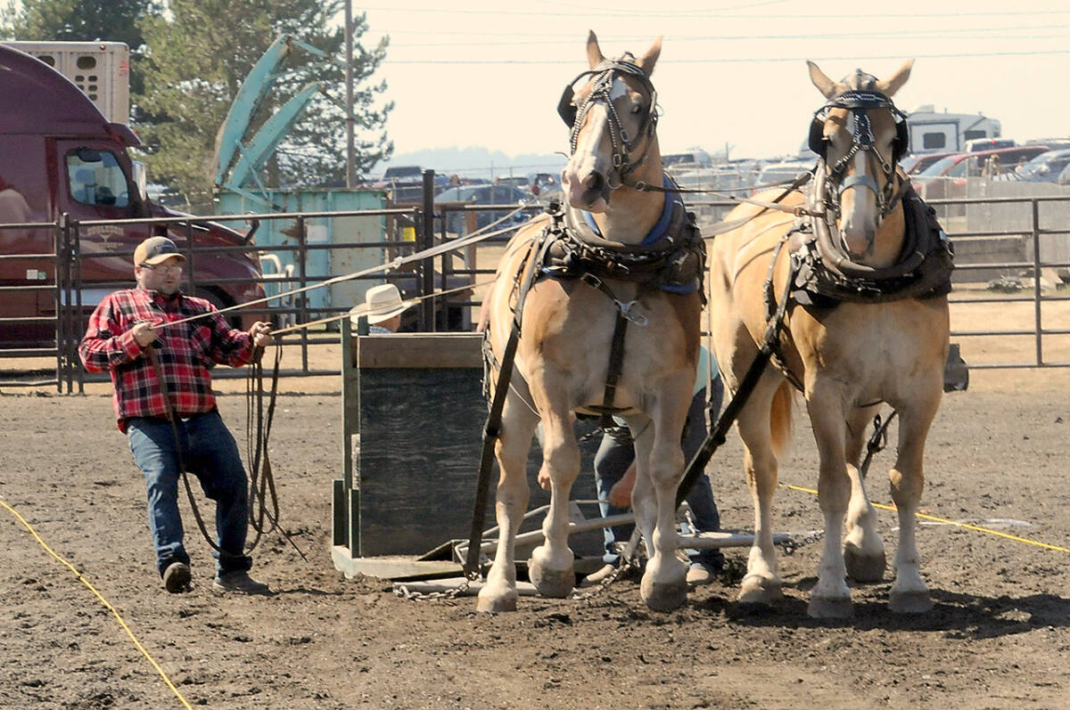 The Clallam County Fair is a celebration of community, agriculture and family entertainment. Keith Thorpe/Peninsula Daily News file photo