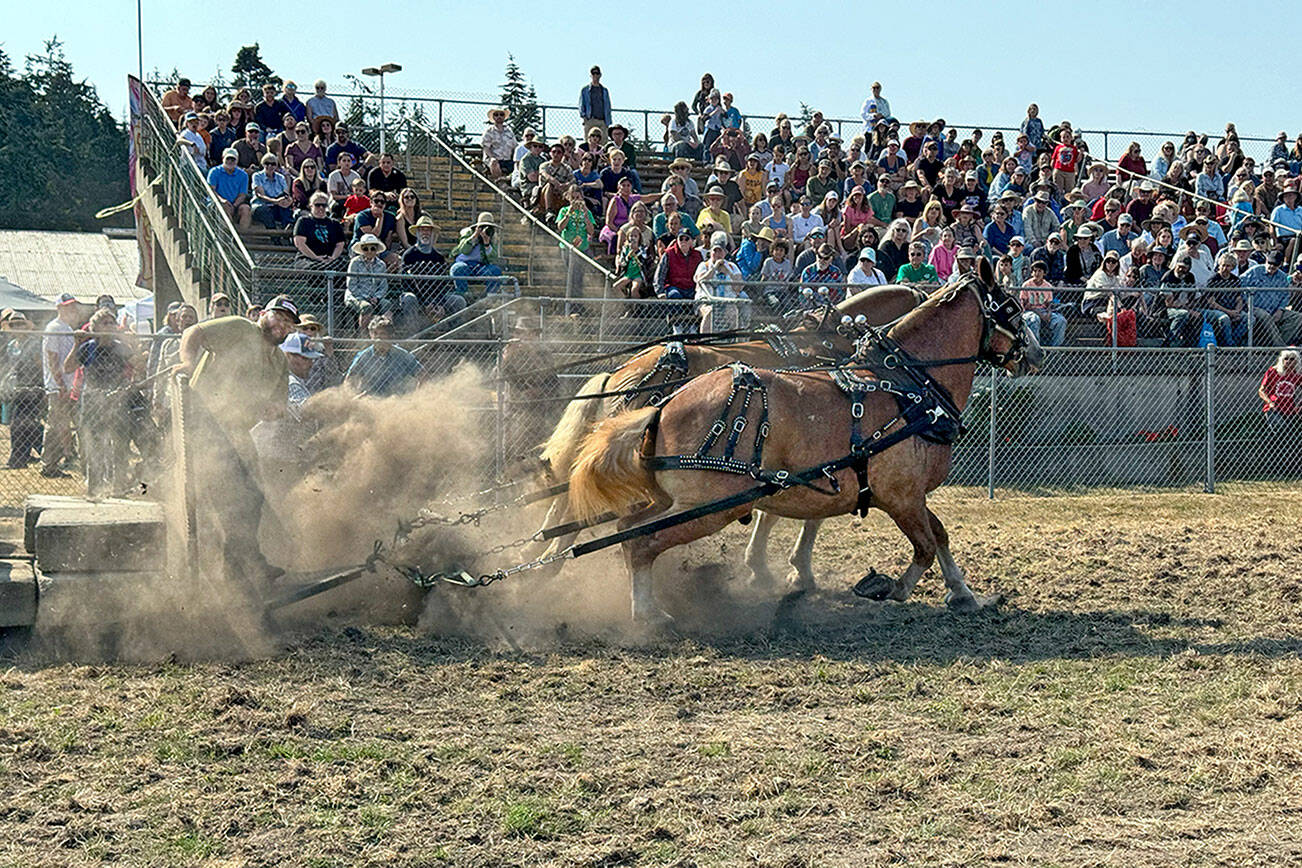 A packed grandstand watches as Belgian draft horses Rusty and George, with teamster Jeff Lee aboard, strain to pull the sled with 6,500 pounds on it the required 27 feet, 9 inches during the draft horse pulls competition at the Jefferson County Fair on Saturday. (Steve Mullensky/for Peninsula Daily News)