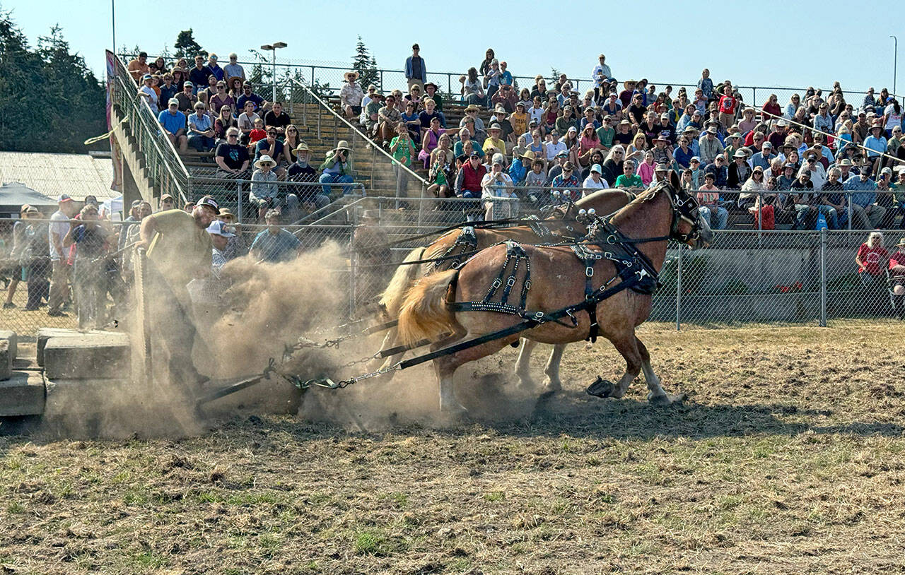 A packed grandstand watches as Belgian draft horses Rusty and George, with teamster Jeff Lee aboard, strain to pull the sled with 6,500 pounds on it the required 27 feet, 9 inches during the draft horse pulls competition at the Jefferson County Fair on Saturday. (Steve Mullensky/for Peninsula Daily News)